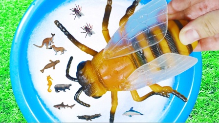 海宝识动物和果蔬-全集高清在线观看