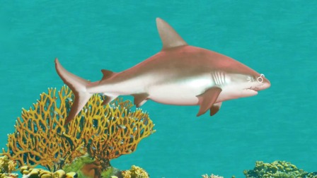 碰碰狐儿歌之鲨鱼宝宝系列 英文版-全集高清在线观看