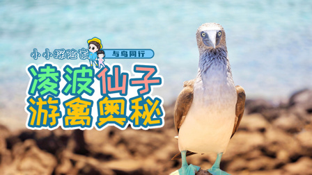 与鸟同行：凌波仙子游禽奥秘-全集高清在线观看