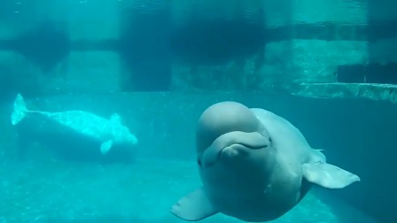 工程车海洋世界-全集高清在线观看