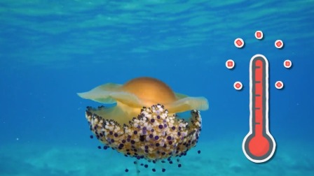 神奇动物猜猜猜 第一季-全集高清在线观看