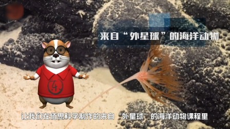 来自“外星球”的海洋动物-全集高清在线观看
