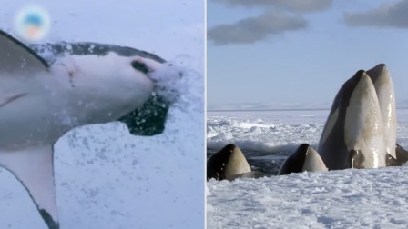 海洋巨兽大百科，虎鲸和大鲨鱼谁更厉害-全集高清在线观看