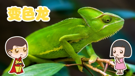 奇妙的大自然悟熙玩具缤纷学堂-全集高清在线观看