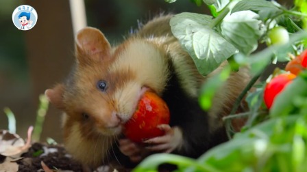 小动物历险记第二部-全集高清在线观看