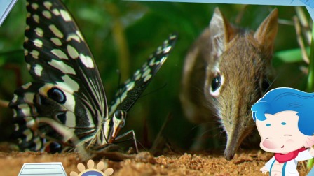 小动物历险记第三部-全集高清在线观看