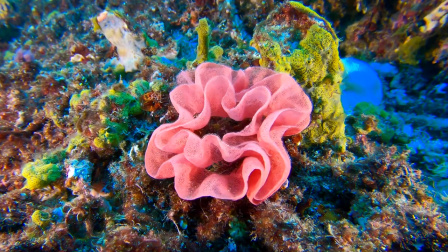 海洋世界：探索具有超能力的生物-全集高清在线观看