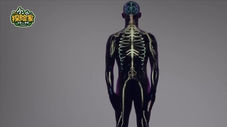 身体小百科-全集高清在线观看