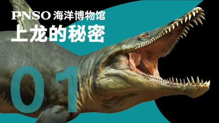 PNSO海洋博物馆上龙的秘密-全集高清在线观看