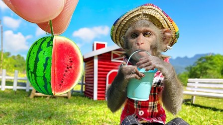 小猴子啵啵第三季-全集高清在线观看