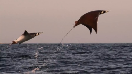 海洋奇妙世界，深海恶魔怎么点着小灯笼-全集高清在线观看