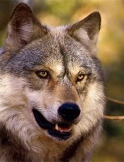 受辐射的狼群_全集在线观看