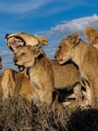 BBC：动物群追逐者_全集在线观看