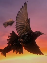 BBC：空中生活_全集在线观看