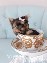 小狗的奇妙世界_完整版在线观看